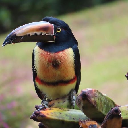 La Ceiba Tree Lodge Tilarán Εξωτερικό φωτογραφία