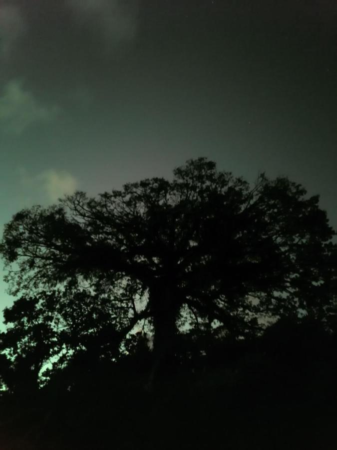 La Ceiba Tree Lodge Tilarán Εξωτερικό φωτογραφία