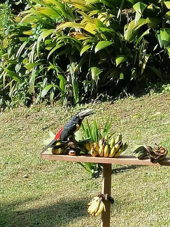 La Ceiba Tree Lodge Tilarán Εξωτερικό φωτογραφία