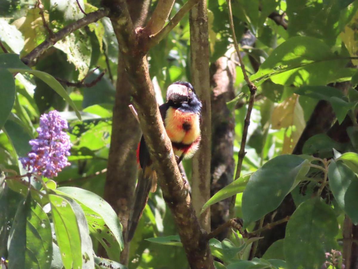 La Ceiba Tree Lodge Tilarán Εξωτερικό φωτογραφία