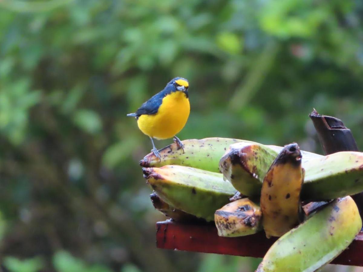 La Ceiba Tree Lodge Tilarán Εξωτερικό φωτογραφία