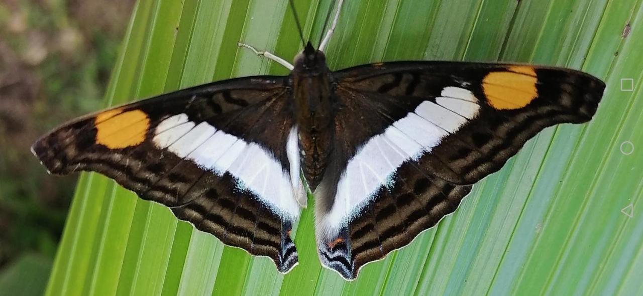 La Ceiba Tree Lodge Tilarán Εξωτερικό φωτογραφία