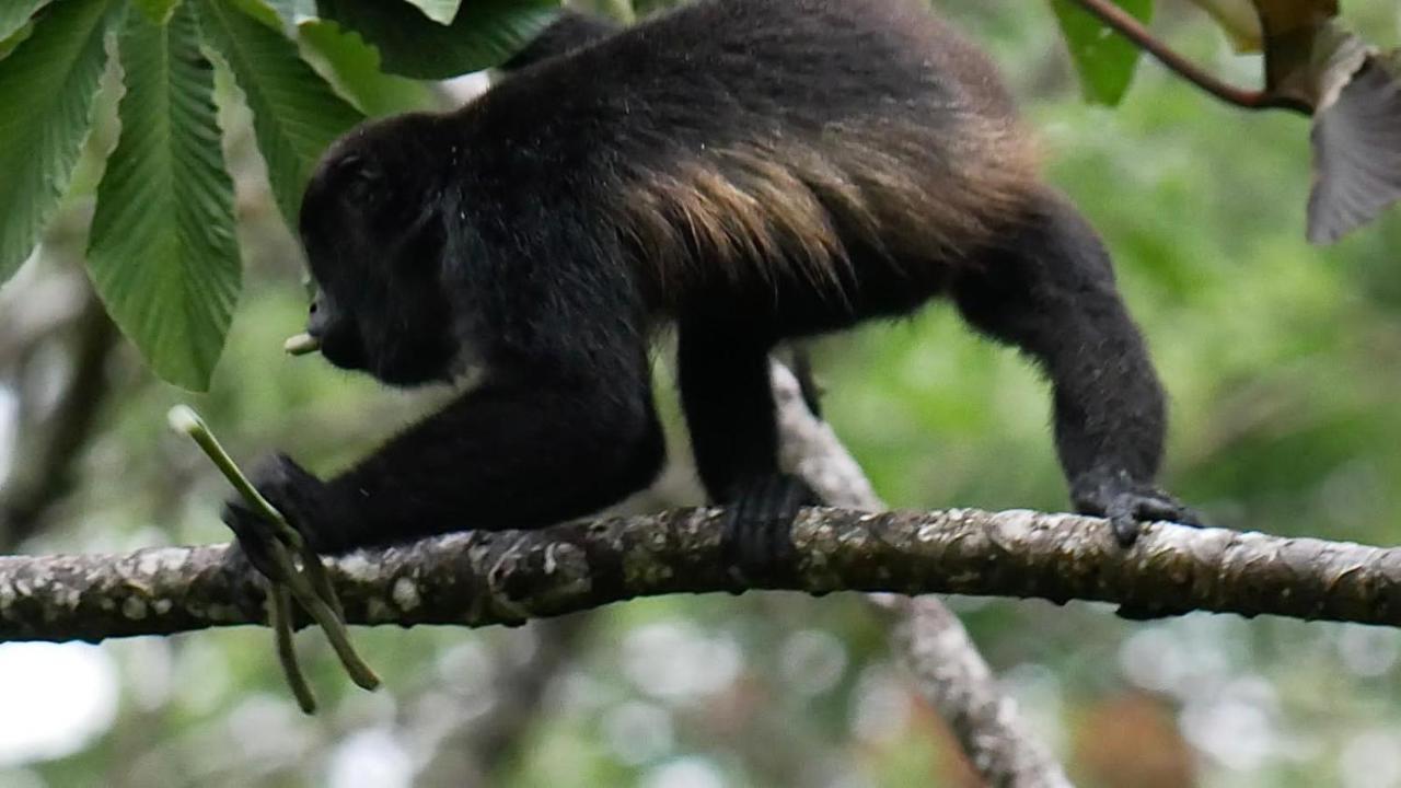 La Ceiba Tree Lodge Tilarán Εξωτερικό φωτογραφία