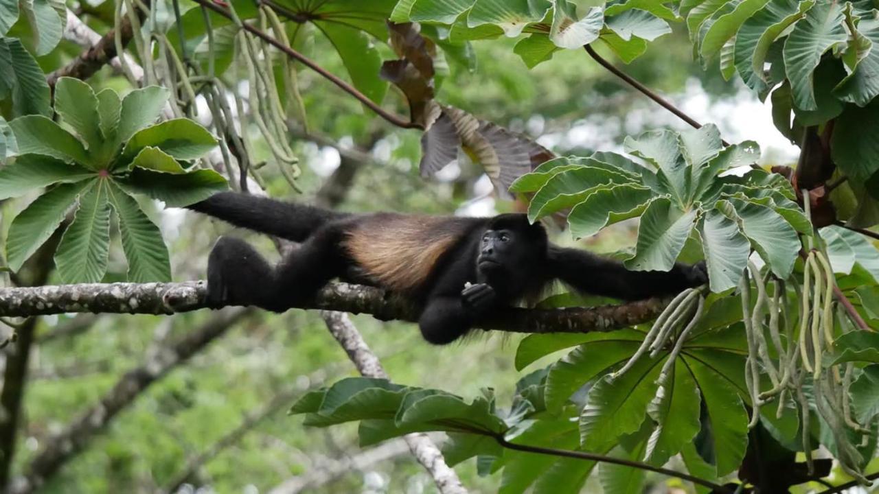 La Ceiba Tree Lodge Tilarán Εξωτερικό φωτογραφία