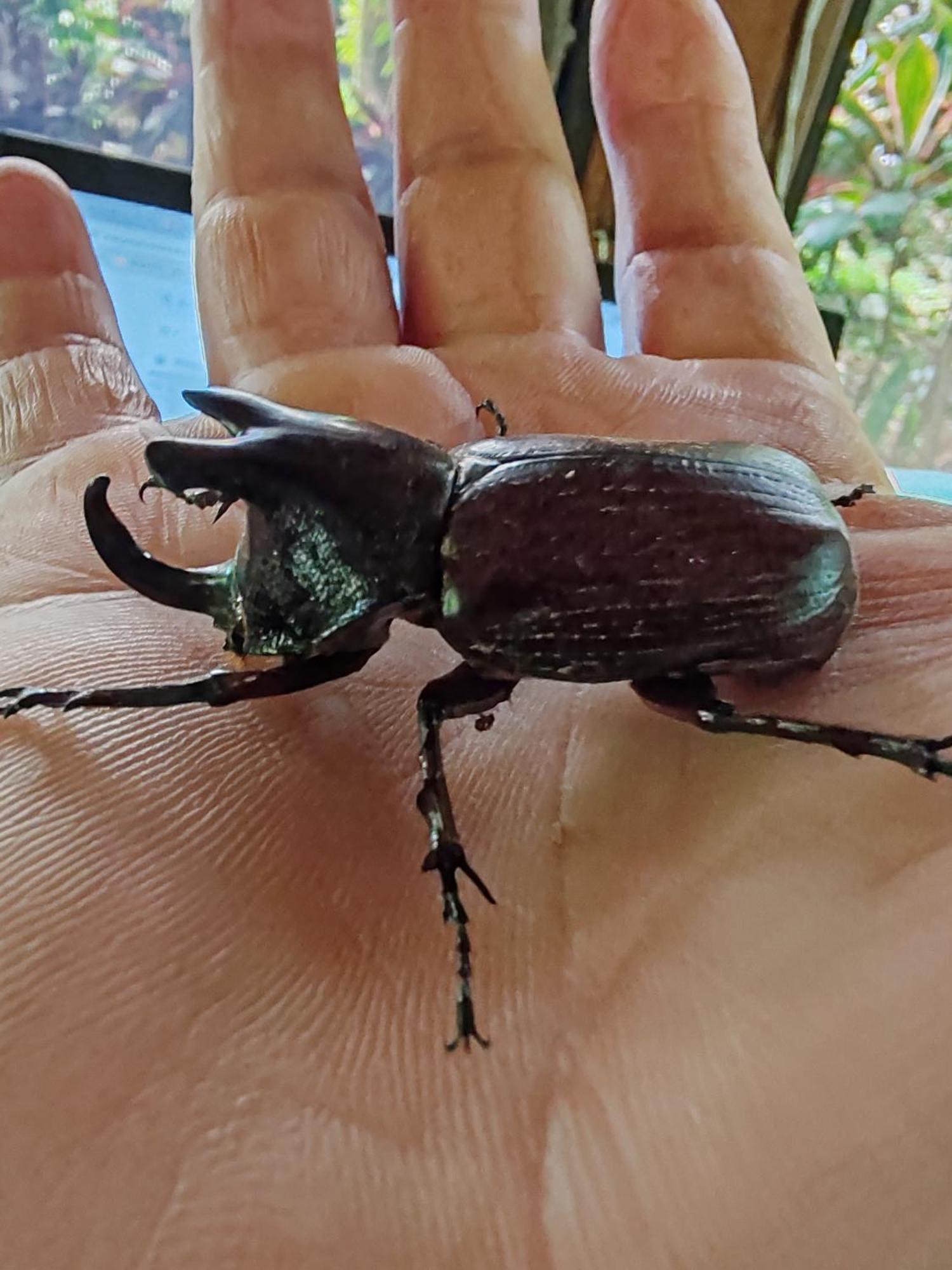 La Ceiba Tree Lodge Tilarán Εξωτερικό φωτογραφία